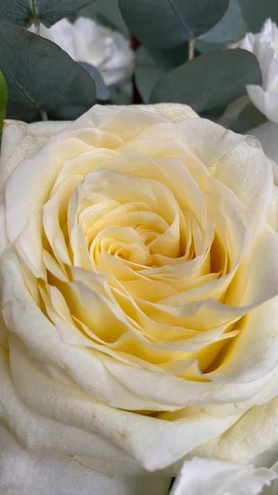 Составная композиция с розой, альстромерией и диантусами 2